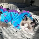 【CELONROMF】Dinosaur Hooded Jumpsuit for Small Dogs & Cats – Soft Flannel, Warm Four-Legged Design with Leash Hole, Funny Cosplay Outfit for Easter, Halloween & Christmas (X-Small) 【CELONROMF】Dinosaur Hooded Jumpsuit for Small Dogs & Cats – Soft Flannel, Warm Four-Legged Design with Leash Hole, Funny Cosplay Outfit for Easter, Halloween & Christmas (X-Small)