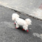 【HOSTPATH】Waterproof Anti-Slip Dog Shoes – Wear-Resistant Outdoor Booties with Rubber Soles, Perfect for Hiking & Running, Size S (Red) 【HOSTPATH】Waterproof Anti-Slip Dog Shoes – Wear-Resistant Outdoor Booties with Rubber Soles, Perfect for Hiking & Running, Size S (Red)